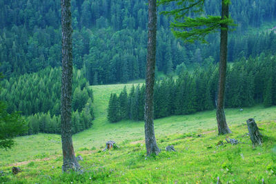 Pine trees in forest