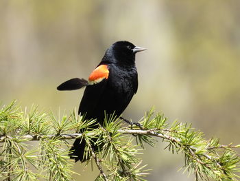 Red winged black bird perched on branch