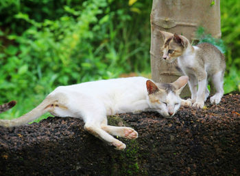 View of a cat lying on ground