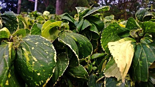 Close-up of fresh green plant