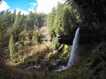 Scenic view of waterfall in forest