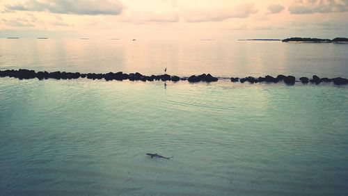 View of birds swimming in sea