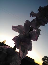 Low angle view of plant against clear sky