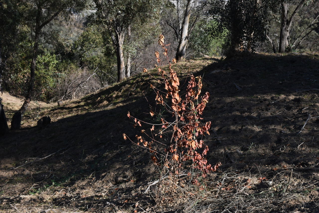 BONFIRE ON TREE TRUNK IN FOREST