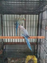 bird
