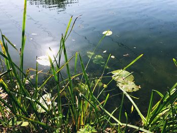 High angle view of water lilies floating on lake