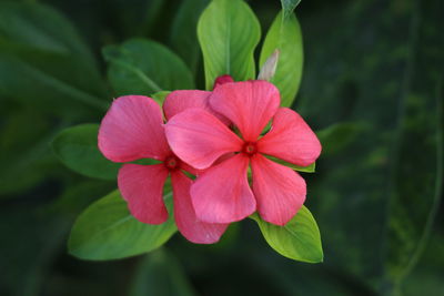 Close-up of pink flowering plant