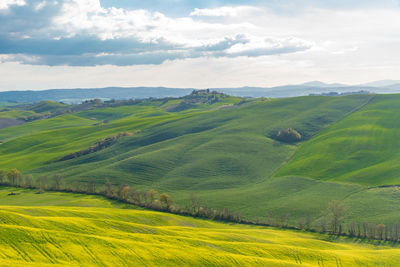 Scenic view of agricultural field against sky