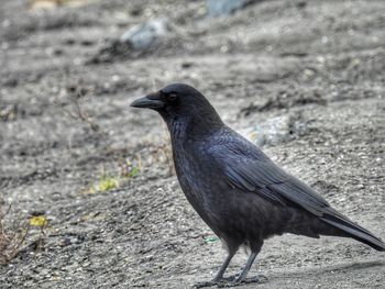 Close-up of bird perching on a field