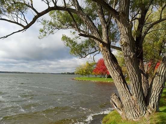 tree, tranquility, sky, water, tranquil scene, beauty in nature, scenics, nature, growth, cloud - sky, sea, branch, cloud, idyllic, day, beach, tree trunk, outdoors, no people, non-urban scene