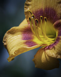 Close-up of yellow flower head