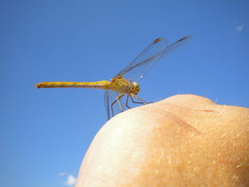 Close-up of insect on hand against blue sky