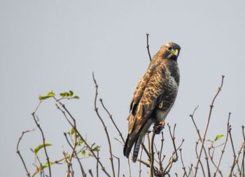 Low angle view of bird perching on branch against sky