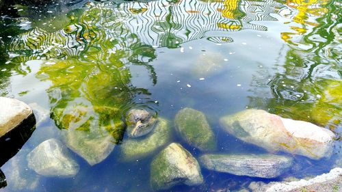 Pond in pond