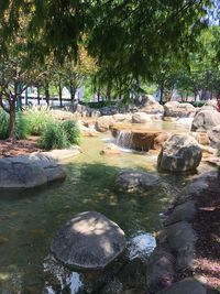Trees and rocks in water