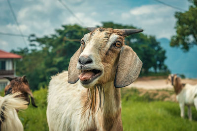 Close-up of a goat on field