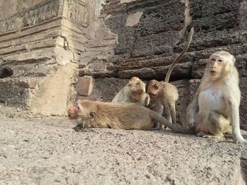 Monkeys sitting by historic temple