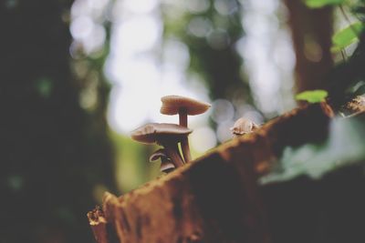 Close-up of mushrooms growing on tree