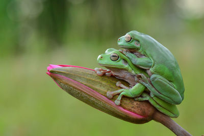 Close-up of frogs on bud