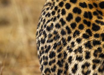 Close-up of a leopard