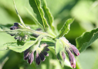 Close-up of insect on plant