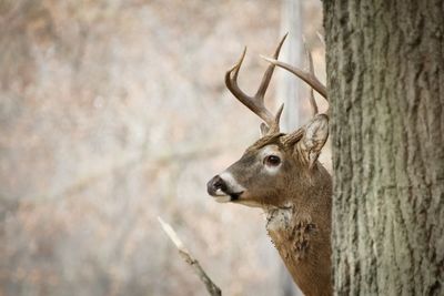 Whitetail buck in profile