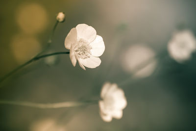 Close-up of white flowering plant