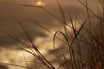 Close-up of stalks against sunset sky