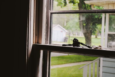 Close-up of bird perching on window