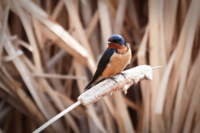 Closeup of a barn swallow sitting on cattail reeds