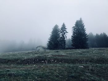 Pine trees in forest during foggy weather