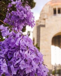 Close-up of purple flowering plant against building