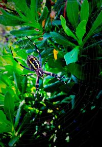 Close-up of spider on plant