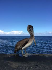 View of pelican on the beach