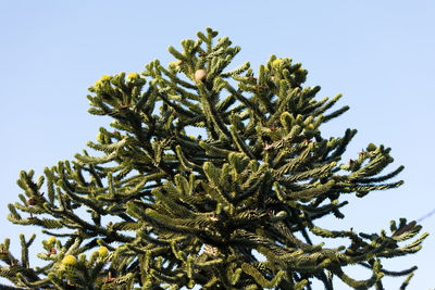 Low angle view of pine tree against sky