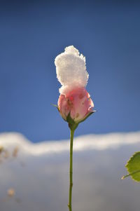 Close-up of pink flower blooming against sky