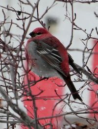 Close-up of bird perching on branch during winter
