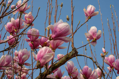 Pink magnolia flowers tree branch in spring