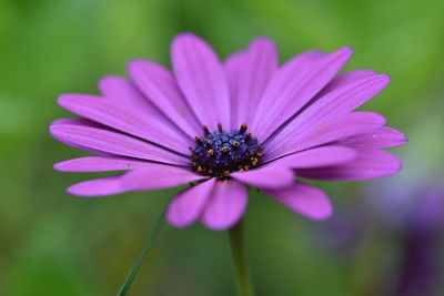 Close-up of pink cosmos flower blooming outdoors