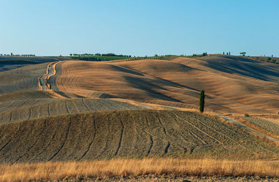 Wavy hills in tuscan farmland
