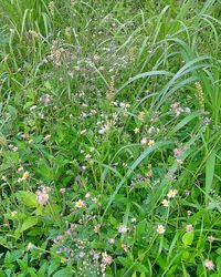 Plants growing on field