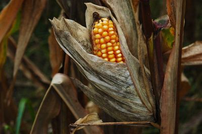 Close-up of corn growing outdoors