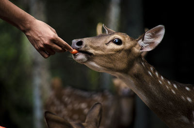 Close-up of deer feeding in zoo