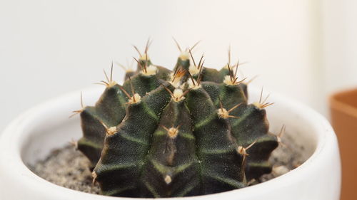 Close-up of potted plant