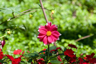 Close-up of pink flowering plants