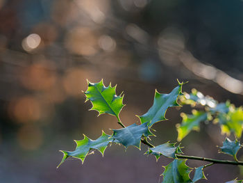 Close-up of maple leaves