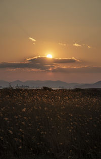 Scenic view of field against sky during sunset