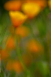 Close-up of orange flower