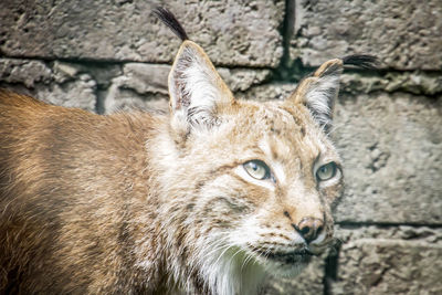 Close-up portrait of a cat against wall