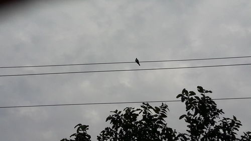 Low angle view of birds perching on cable against sky